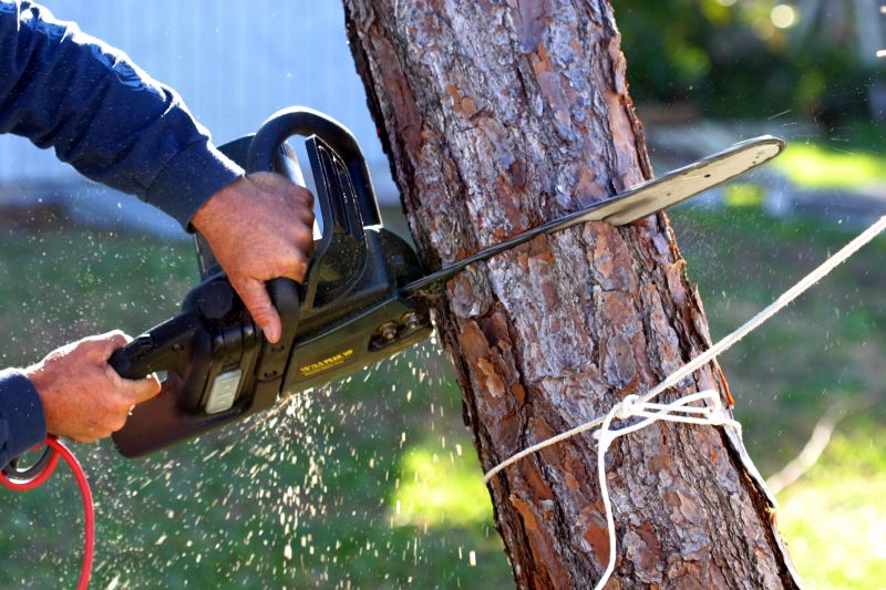 Cypress Tree Removal in Aiken, SC