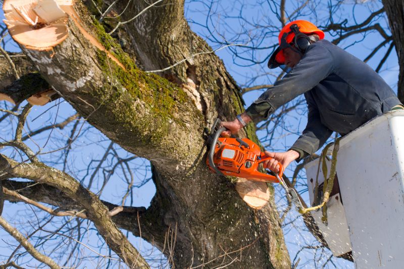 Dead Tree Removal in Bucks County, PA