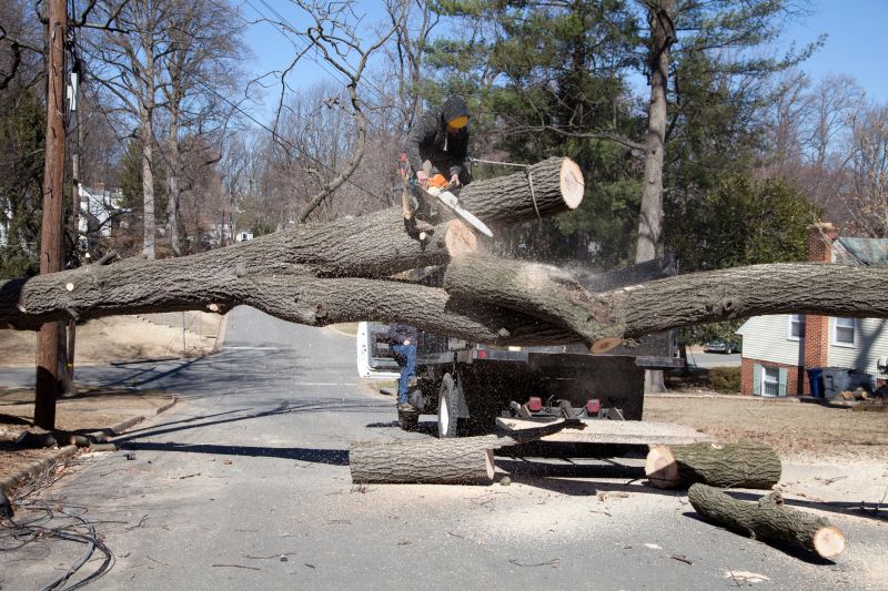 Elm Tree Removal in Montgomery County, PA