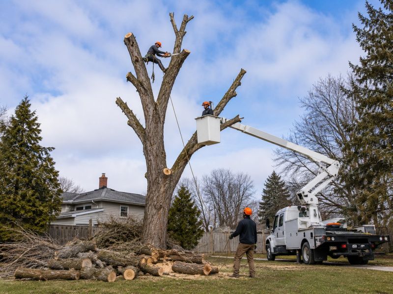 Apple Tree Removal in Duluth, MN