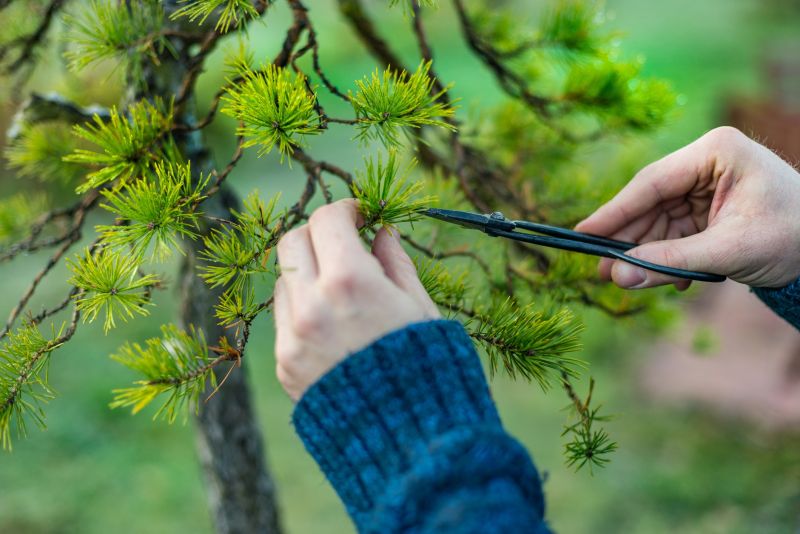 Birch Tree Pruning in Reno, NV