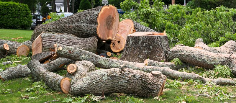 Birch Tree Removal in Duluth, MN