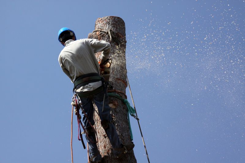 Commercial Tree Removal in Duluth, MN