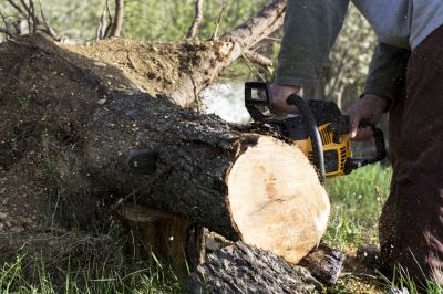 Inside of a Tree Removal Site