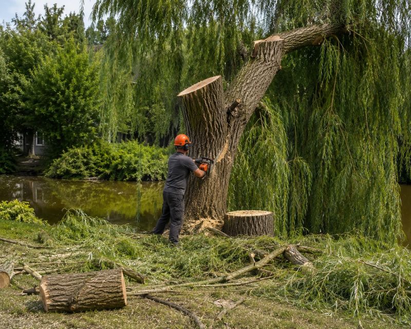 Cypress Tree Removal in Reno, NV