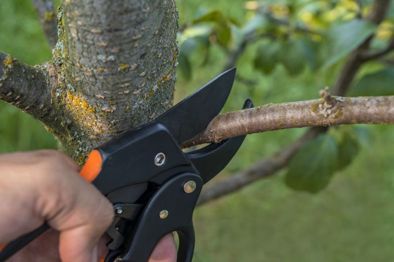 Elm Tree Removal in Duluth, MN