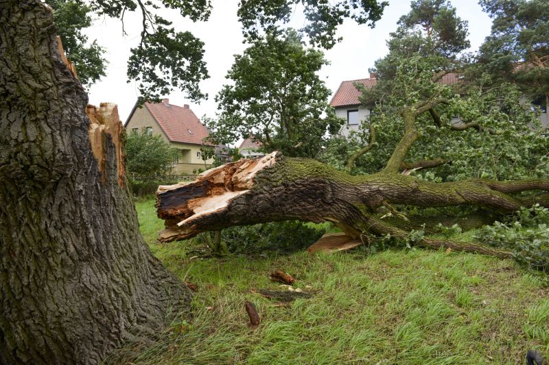 Fallen Tree Removal in Pottstown, PA