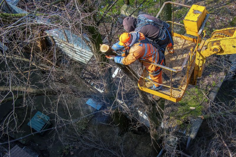 Uprooted Tree Extraction