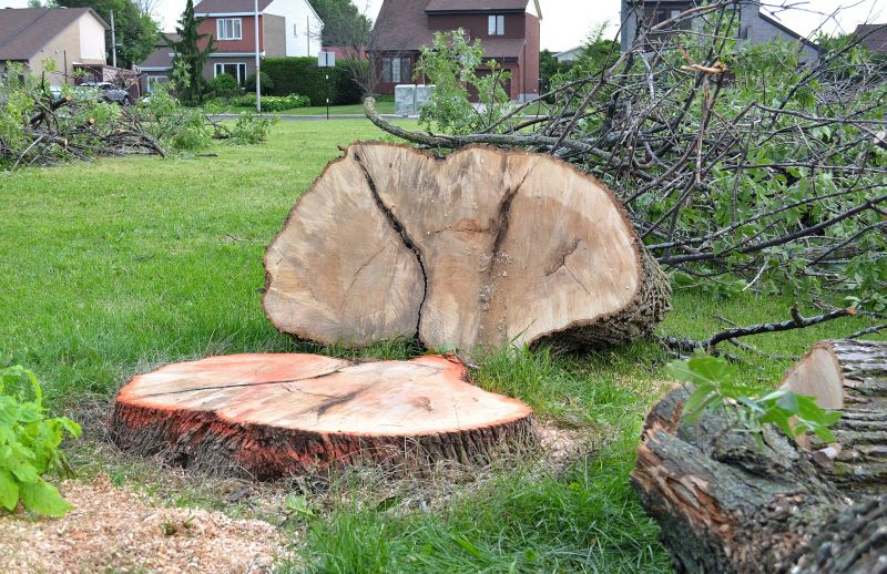 Hickory Tree Removal in San Jose, CA