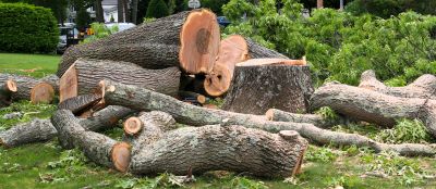 Mimosa Tree Removal in Pottstown, PA