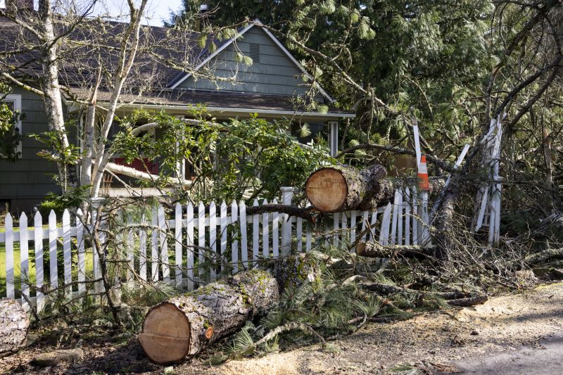 Products For Fallen Tree Removals in use