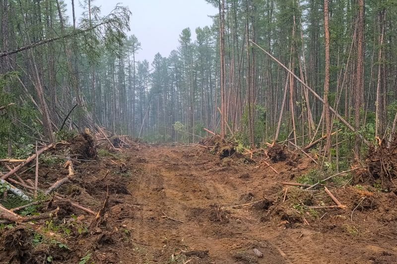 Thicket Clearing in Cumming, GA